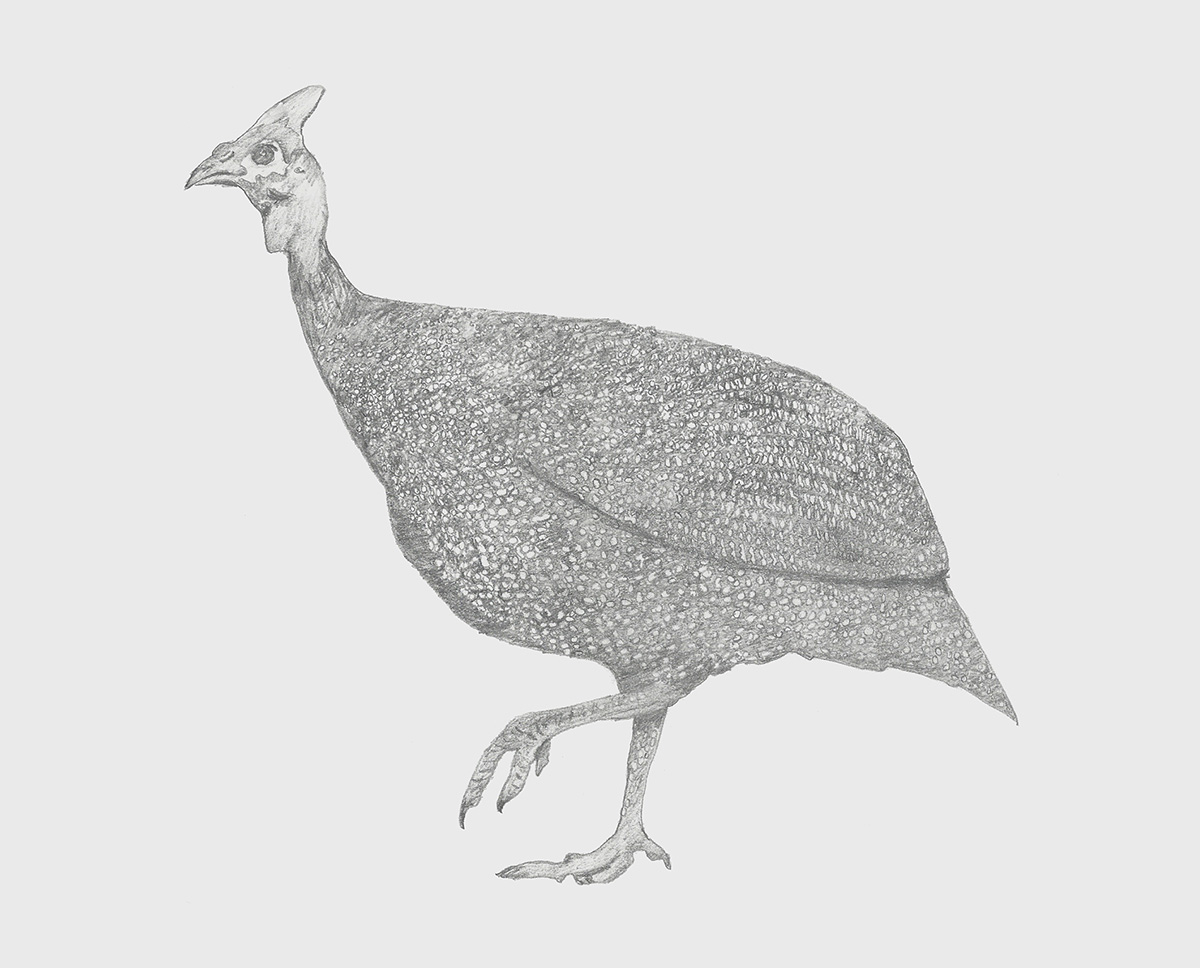 illustration-bird